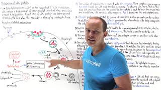 Metabolism of lowdensity lipoproteins LDLs [upl. by Bel886]