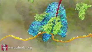 mRNA Translation Advanced [upl. by Lachance437]