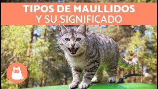 Maullidos de los gatos y su SIGNIFICADO [upl. by Baun]