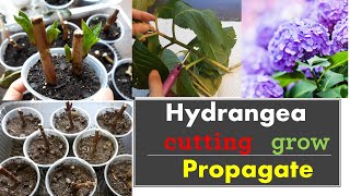 How to propagate hydrangeas from cuttings Grow [upl. by Reywas]