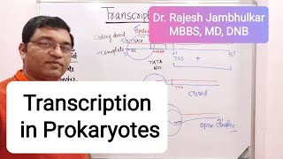 3 Transcription in Prokaryotes New [upl. by Casar691]