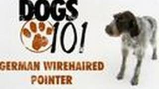 Dogs 101  German Wirehaired Pointer [upl. by Nanette]