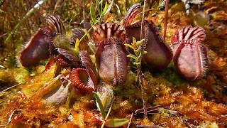 Cephalotus follicularis and more Carnivorous Plants of Albany [upl. by Ainnek]