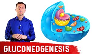 What Is Gluconeogenesis – Dr Berg [upl. by Etnelav]