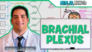 Neurology  Brachial Plexus [upl. by Guimar]