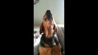 coonhound baying [upl. by Lello]