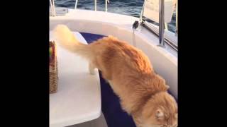 Amazing Sailing Cats Compilation [upl. by Peppard]