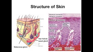 Structure of skin [upl. by Keri501]