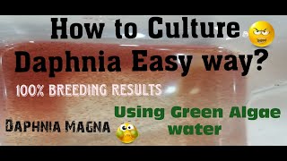 Daphnia MagnaHow to Culture Daphnia Easy wayCulturing Daphnia using Green water Daphnia [upl. by Holbrooke]