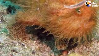 Meet The Hairy Frogfish [upl. by Annola636]