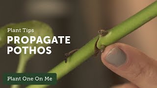 How to Propagate Pothos Epipremnum aureum — Ep 109 [upl. by Flavio938]