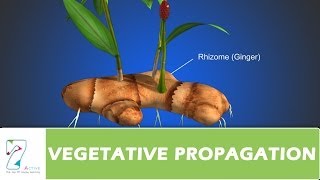 VEGETATIVE PROPAGATION [upl. by Filip]