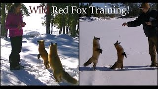 Wild Red Fox Training [upl. by Eimak624]