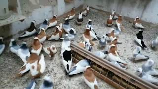 Big loft of Felegyhazer Tumbler pigeons [upl. by Jayson]