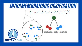 Intramembranous Ossification [upl. by Philine]