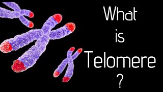 What is telomere [upl. by Atimad]