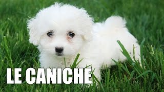 Le Caniche [upl. by Femi]