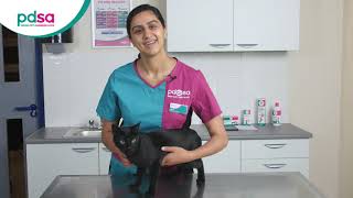 How To Apply A Spot On Flea Treatment For Your Cat PDSA Petwise Pet Health Hub [upl. by Eittel52]