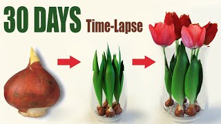 Tulips From Bulbs in Water 💦🌷 Time Lapse [upl. by Atinra]