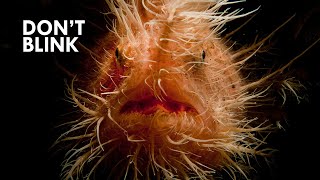 Frogfish Bite Faster Than You Can Blink [upl. by Gautea]