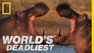 Hippo vs Hippo  Worlds Deadliest [upl. by Edaj]