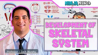 Embryology  Development of Skeletal System [upl. by Iramo885]