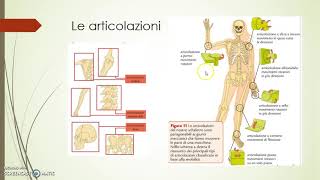 Articolazioni legamenti e muscoli [upl. by Mancino]