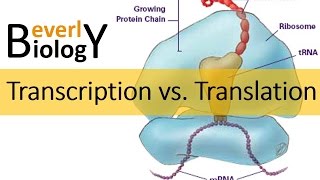 Transcription vs Translation [upl. by Burrow]