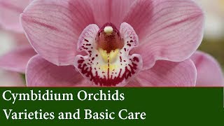 Cymbidium Orchid Varieties and How to grow them [upl. by Calla]