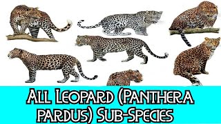 All Leopard Panthera pardus  SubSpecies  Species List [upl. by Child725]