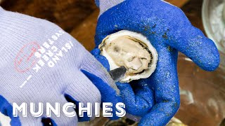 Oysters And Clams  Everything You Need To Know [upl. by Reave]