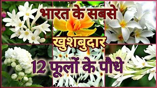 Top 12 Fragrant Scented  Aromatic Flower plants of India भारत के 12 खुशबुदार फूलों के पौधे [upl. by Htebaras]