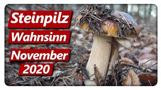 STEINPILZ WAHNSINN Teil 4  Speisepilze sammeln im November [upl. by Harte]