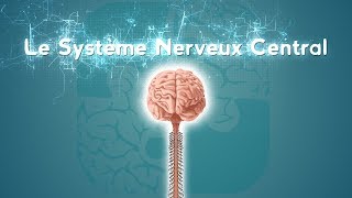 Neurolexique 2  Le Système Nerveux Central [upl. by Tterb881]