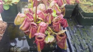 Cephalotus follicularis in flower [upl. by Erdman484]