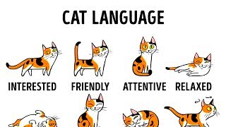 HOW TO UNDERSTAND YOUR CAT BETTER [upl. by Enyrb]