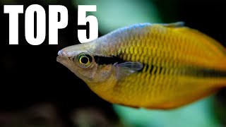 5 MUST HAVE Tankmates for RAINBOWFISH [upl. by Ennaeirb]