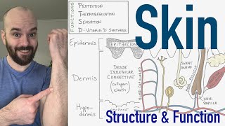 Integumentary System  Structure and Function of the Skin [upl. by Giulia]