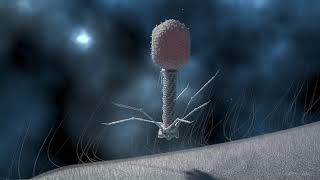 T4 Phage Replication [upl. by Cumings]