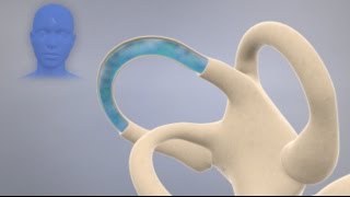 How the Inner Ear Balance System Works  Labyrinth Semicircular Canals [upl. by Crichton988]