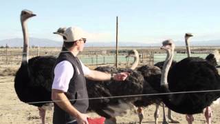 American Ostrich Farms Kickstarter Campaign Full video [upl. by Endo]