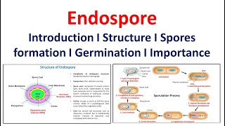 Endospore  Introduction  Structure  Spore formation  Germination  Significance [upl. by Linnette518]