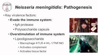 1 Microbiology of Neisseria [upl. by Lundeen426]