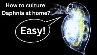 BEST Live Fish Food Beginner guide How to Culture Daphnia at home [upl. by Arlon]