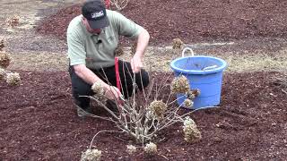 How To or Should You   Prune Hydrangeas in Early Spring [upl. by Brinna983]