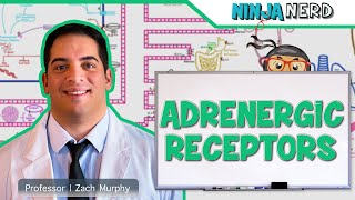 Neurology  Adrenergic Receptors [upl. by Nytsua249]