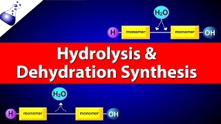 Hydrolysis and Dehydration Synthesis [upl. by Enicnarf]