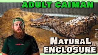 Building A Natural Adult CAIMAN ENCLOSURE [upl. by Surbeck724]