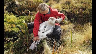 Living with Antipodean Albatrosses [upl. by Ahsatin831]