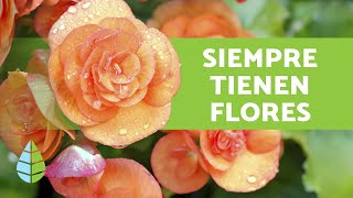 10 PLANTAS que FLORECEN TODO EL AÑO  Nombres y Cuidados [upl. by Norred]